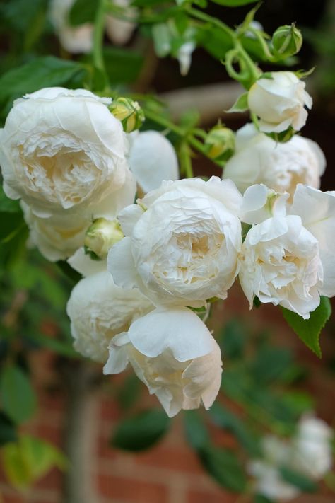 Old English Roses, Climbing Rose, Coming Up Roses, Moon Garden, David Austin Roses, English Rose, Climbing Roses, White Gardens, Beautiful Rose Flowers