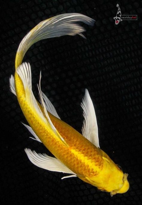 Aesthetic Fishing, Fish Quotes, Fish Tank Ideas, Fish Aesthetic, Butterfly Koi, Fish Tank Themes, Koi Painting, Koi Fish Drawing, Pretty Fish