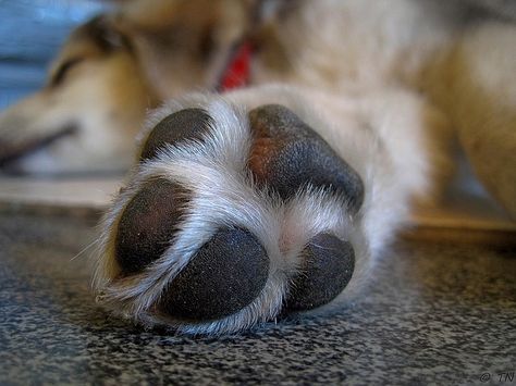 You see them every day, and perhaps haven’t given them much thought–but what’s up with your dog’s paws? For starters, there are all sorts of different types: big and small, webbed, wide, and dainty, and there’s reasons behind why … Dog Paw Moisturizer, Dry Dog Paws, Dog Paw Care, Dog Paw Balm, Dog Paw Pads, Paw Care, Paw Balm, Dog Pads, Dog Nails