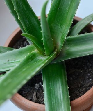 How to propagate aloe vera – expert tips to grow more of this healing houseplant for free Propagate Aloe, Propagate Aloe Vera, Grow From Cuttings, Interior Design Advice, Aloe Vera Plant, Succulent Gardening, Succulents Indoor, Shopping Hacks, Easy Steps