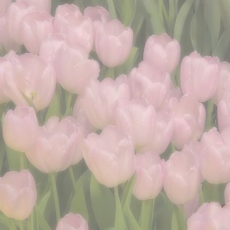 Soft Pink Theme, Images Kawaii, Flower Icons, Baby Pink Aesthetic, Pastel Pink Aesthetic, Flower Therapy, Pink Themes, Pink Wallpaper Iphone, Pink Tulips