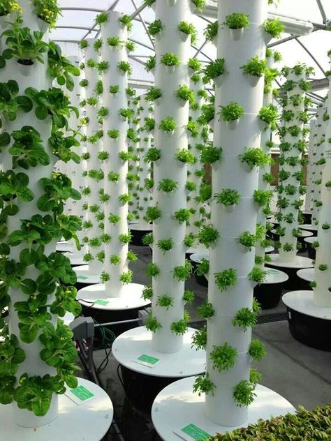 Tower garden Aeroponic Tower, Vertical Hydroponics, Hydroponic Vegetables, Tanaman Air, Hydroponic Farming, Hydroponics Diy, Vertical Farming, Vertical Garden Diy, Tower Garden