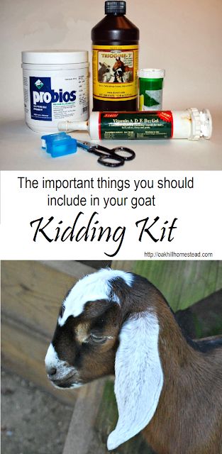 Goat Kidding Kit, Goat Farming Ideas, Goats Pygmy, Farming 101, Goat Housing, Goats For Milk, Goats For Beginners, Milking Goats, Simple Homestead