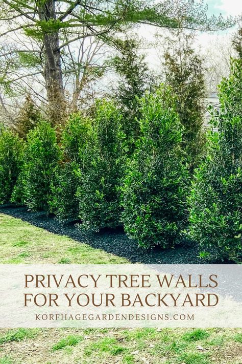 Privacy Landscaping is a major desire of many homeowners. Let’s walk through the steps on how to achieve this custom, private look. Backyard Tree Privacy Ideas, Landscape Privacy Fence, Landscape Design Privacy, Tree Privacy Wall, Landscape Design For Privacy, Noise Blocking Landscaping, Layered Privacy Landscaping, Narrow Privacy Landscaping, Tree Privacy Landscaping