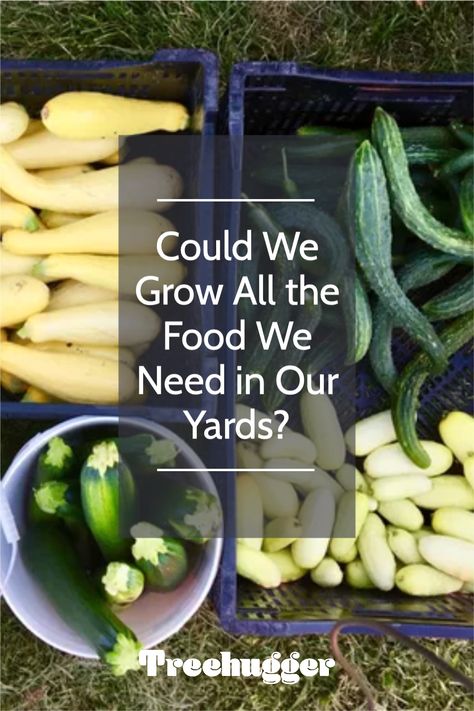 Perhaps this used to be common knowledge. During World War II, the government encouraged people to grow their own vegetables, and these tiny "victory gardens" provided nearly half of the country's vegetables. Victory Gardens, Common Knowledge, Victory Garden, Small Farm, Industrial Revolution, Mass Production, Growing Food, The Government, Asparagus