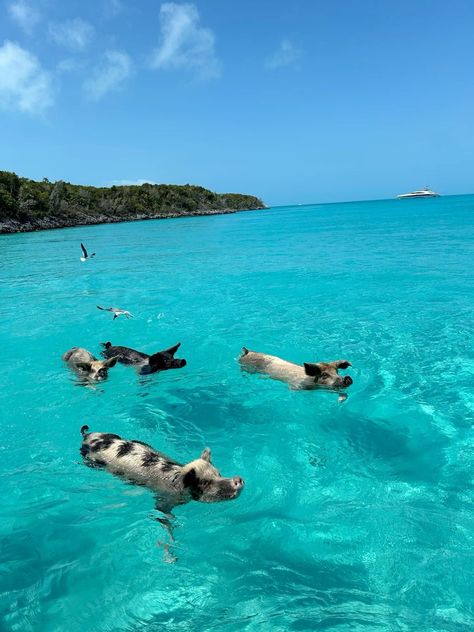 Bahamas Swim With Pigs, Bahamas Pigs Swimming, Pigs Swimming In Bahamas, Bahamas Swimming With Pigs, Exuma Bahamas Pigs, Pigs In The Bahamas, Bahamas Vision Board, Swim With Pigs Bahamas, Bahamas Animals