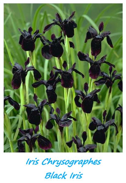 Herbaceous perennial with creeping rhizomes. Leaves linear and grayish green, to 70 cm long. Flowering stems 25–50 cm, hollow. Flowers reddish violet to very dark violet, almost velvety black, 6–9 cm in diameter, outer petals usually with golden yellow stripes. Deliciously fragrant. Iris chrysographes, commonly known as the black iris, is a plant species that belongs to the genus Iris. It is native to S China and Myanmar (Burma), growing in meadows, streamsides, hillsides and forest margins. Black Plants, Dark Garden, Goth Garden, Gothic Garden, Midnight Garden, Black Garden, Dark Flowers, Moon Garden, White Garden