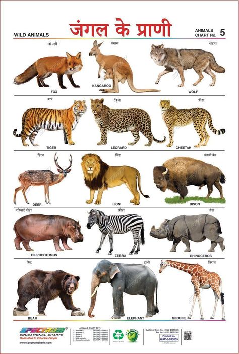 Printable Animal Pictures, Animal Chart, Wild Animals List, Animal Pictures For Kids, Animals List, Animals Name In English, Animals Name, Animal Flashcards, Learning Poster