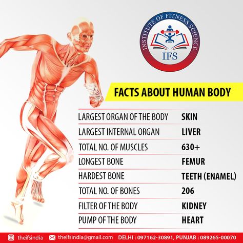 Human body facts Human Physiology Facts, Biology Study Notes, Youtube Shorts Ideas, Self Made Quotes, Bones Human, Fun Facts About Earth, Medical Terminology Study, Human Body Projects, Physical Therapy School