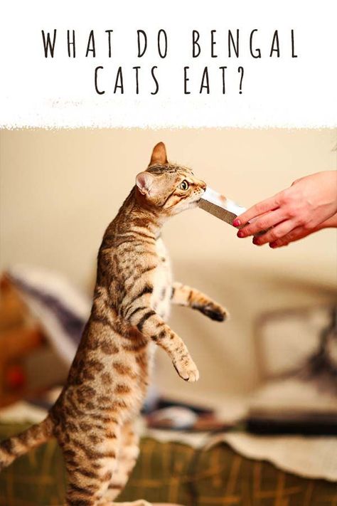 what do bengal cats eat Bengal Cat Facts, Weird Animal Facts, Outdoor Friends, Bengal Cat Kitten, Bengal Cat Breeders, Best Cat Breeds, Cat Eat, Kitten Breeds, Bengal Kittens