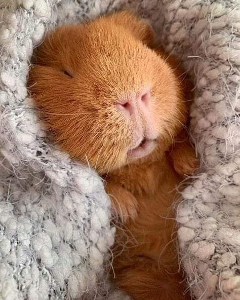 Pig Pics, Guinea Pigs Funny, Baby Guinea Pigs, Pet Guinea Pigs, Guinea Pig Care, Cute Guinea Pigs, Guinea Pig Cage, Cute Piggies, Pet Pigs