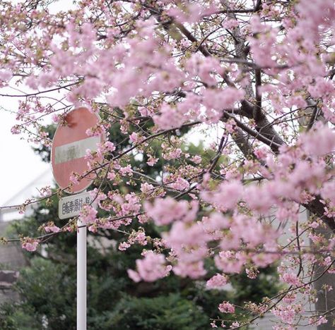 Seoul Station, Romanticize School, Japan Core, Xo Kitty, Shoujo Girl, Nothing But Flowers, Aesthetic Japan, Japan Aesthetic, Spring Aesthetic