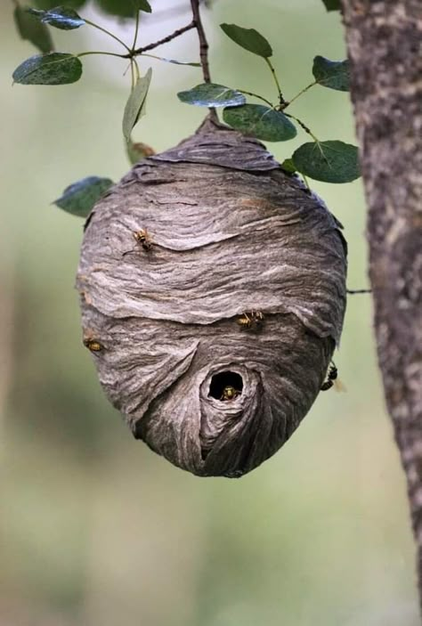 Wasp Nest Art, Beehive Natural, Natural Beehive, Insect Architecture, Bumble Bee Nest, Bees Nest, Animal Architecture, Beehive Art, Bee Nest