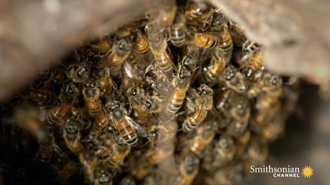 Less deadly #killerbees Fire In The Sky, First Humans, Weird Things, Natural Resources, The Butterfly, On Fire, In Nature, Puerto Rico, In The Garden