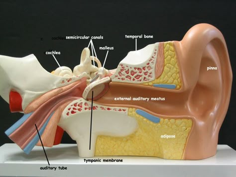 ear-model-anterior Ear Model Anatomy, Anatomy Lab, Nervous System Anatomy, Ear Model, Anatomical Brain, Ear Anatomy, Biology Projects, Medicine Notes, Hearing Problems