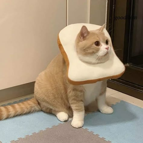 Cubby Cat, Cat Toast, Pet Costumes Cat, Toast Bread, Fat Cat, Cat Icon, Cat Boarding, Cat Costumes, Funny Cute Cats