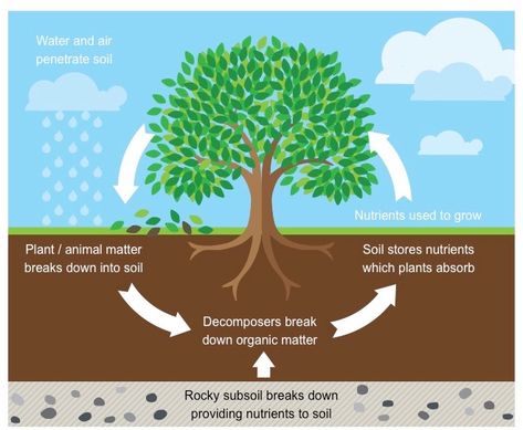 Nutrient Cycling | BioNinja Garden Rotation, Permaculture Backyard, Nutrition In Plants, Horticulture Education, Farming Quotes, Grade 6 Science, Nutrient Cycle, Natural Plant Food, Quick And Easy Food