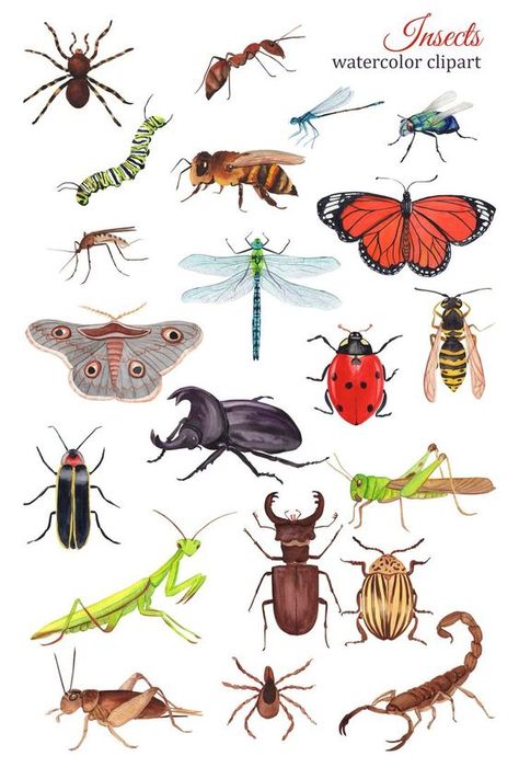 Watercolor Bugs Insects, Watercolor Bugs, Bugs Clipart, Bug Clipart, Bug Drawing, Dragonfly Watercolor, Flying Bugs, Bugs Drawing, Insect Clipart