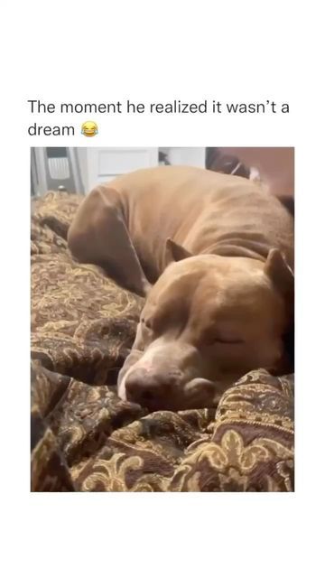 Dogs Pfp, Cute Pitbulls, Really Cute Dogs, Super Cute Animals, Funny Animal Jokes, Cute Animals Images, Cute Funny Dogs, Funny Dog Videos