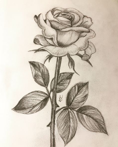 Pencil Drawings Of Flowers, Rose Sketch, Flower Art Drawing, Meaningful Drawings, Drawing Faces, Rose Drawing, Flower Sketches, Roses Drawing, Easy Drawings Sketches