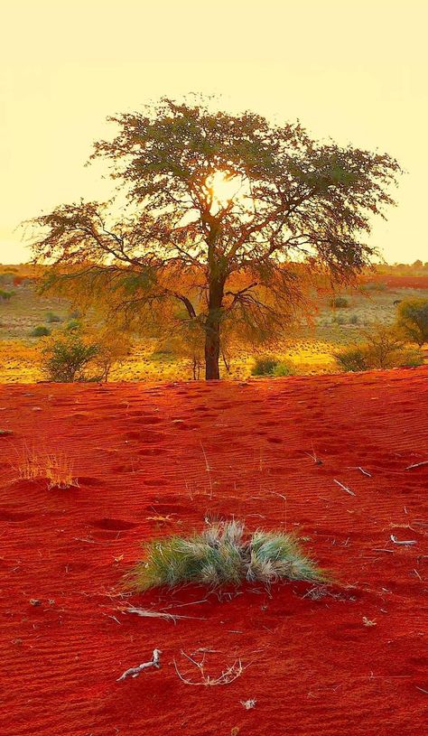 Kalahari Desert, Namib Desert, Road Trip Planner, Honey Badger, Red Sunset, Guest Houses, Natural Disaster, Sky Pictures, Reference Pics