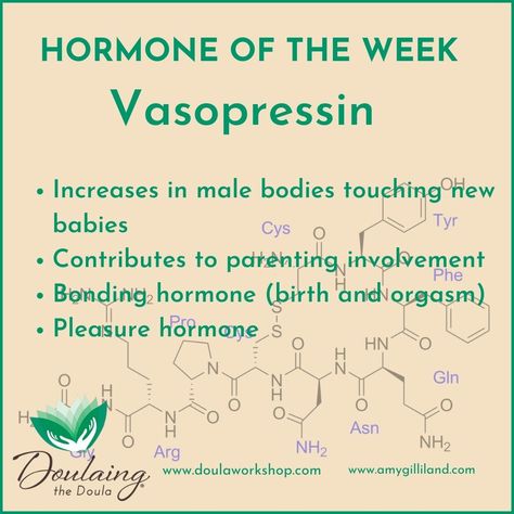 Vasopressin assists in bonding with newborns and is a necessary hormone for regulating certain body functions. #doulas #doulaingthedoula #birthdoula #birth #doulasmakeadifference Vasopressin Bonding, Body Functions, Brain Facts, American Girl Doll Furniture, Birth Doula, Neuroscience, Male Body, Social Science, American Girl Doll