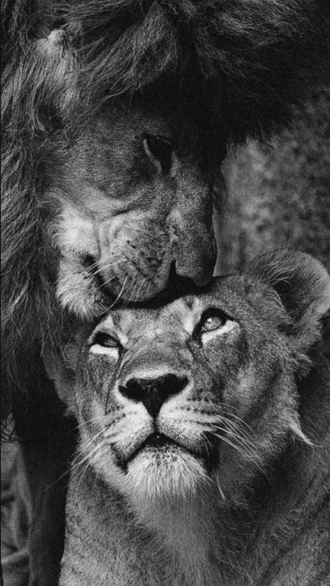 Wallpaper For Men Aesthetic, Leon Wallpaper, Friday Aesthetic, Lion Black And White, Leo Aesthetic, Lion Couple, Lion Family, Lion Love, Lion And Lioness