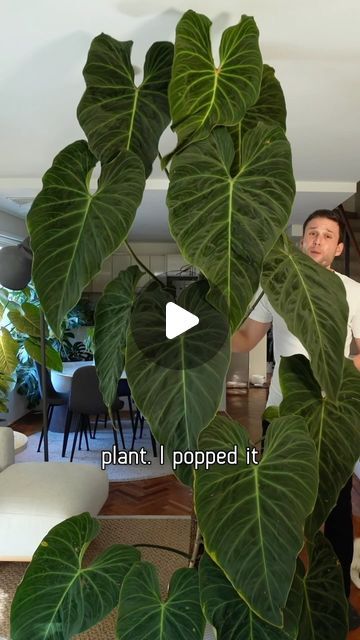 Sydney Plant Guy 🌱 on Instagram: "Philodendron ‘Splendid’ (melanochrysum x verrucosum) is a stunner & much easier to grow than the parent species :) #mosspole #philodendronsplendid #houseplants" Philodendron Splendid, Plant Guy, Philodendron Plant, Yt Channel, Big Chop, Potting Shed, Garden Flower, Just Giving, My Garden