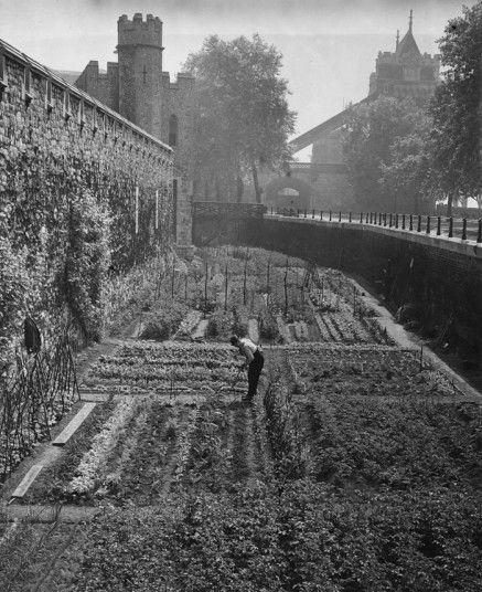 A gardener tending the vegetables growing in a moat at the Tower of London, June 1940. Gcse History, Vegetables Growing, Dig For Victory, Land Girls, The Tower Of London, Victory Garden, London History, Bonnie Clyde, English History