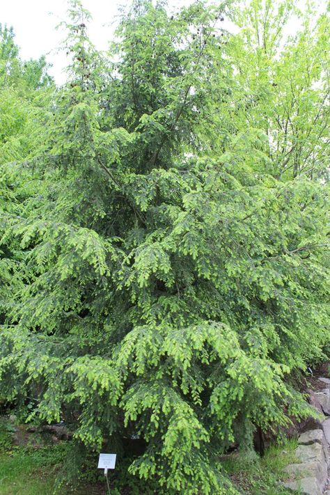 Tsuga Canadensis, Eastern Hemlock, Hemlock Tree, Plant Library, Canadian Hemlock, Trees For Front Yard, Eastern Redbud, Tree Seeds, Animal Habitats