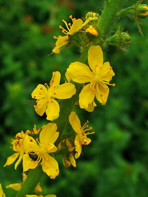 Nursery — Medicine Garden Medicine Garden, Herbs Medicinal, Bach Flowers, Herb Plants, Flower Remedies, Bach Flower Remedies, Flower Language, Flower Remedy, Perennial Herbs