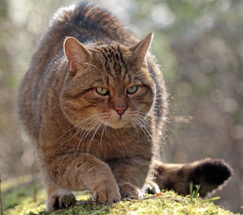 Animal Generator, European Wildcat, Scottish Wildcat, Wild Cat Breeds, Pallas Cat, Cat Heaven, Small Wild Cats, World Cat, Lovely Animals