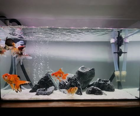 Fish Tank Craft, Aquarium Themes, Tank Craft, Outdoor Aquarium, Indoor Aquarium, Unique Fish Tanks, Aquarium Goldfish, Aquarium Craft, Art Aquarium