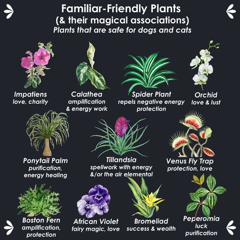 Keep your dog and cat familiars safe with this list of non-toxic houseplants. Magical House Plants, Is Eucalyptus Safe For Cats, Plants For Witches, Witch Garden Plants, Witches Plants, Magickal Plants, Witch And Warlock, Witch Plants, Pet Friendly House Plants