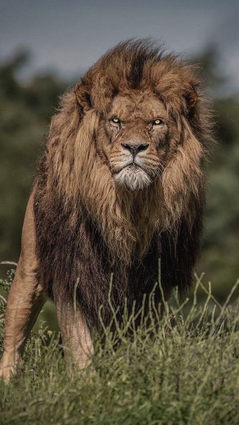 If Looks Could Kill, Lion Artwork, Lion Photography, Lions Photos, Lion Wallpaper, Wild Animals Pictures, Lion Images, Lion Pictures, Lion Art