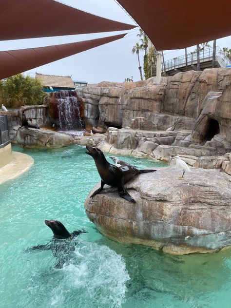 seals @ seaworld san diego🦭🩵 Seaworld San Diego Aesthetic, Seaworld Aesthetic, Sea World San Diego, Seaworld San Diego, San Diego City, Knotts Berry Farm, Berry Farm, Camp Counselor, Fake Account