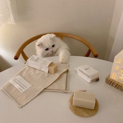 Beige Icons:), Söt Katt, Aesthetic Korean, Cream Aesthetic, Korean Aesthetic, Foto Ideas Instagram, Cat Aesthetic, Soft Brown