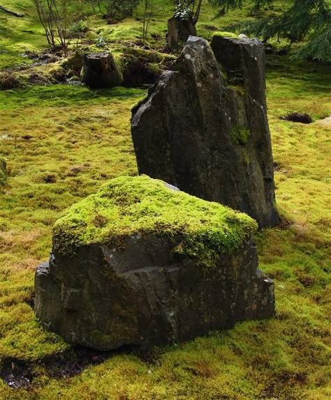 Moss On Rocks, Rock Reference, Grow Moss, Growing Moss, Rock Textures, Gardens Ideas, Moss Garden, Cool Rocks, Japanese Gardens