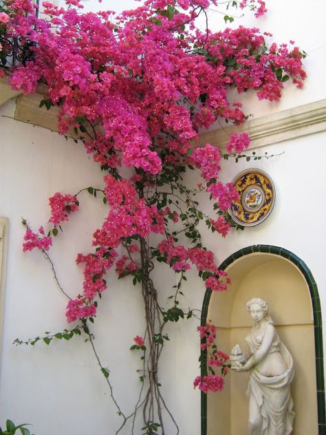 I left my heart in Cordoba ! We came back late on sunday night and all day I kept sighing...oh to be in Cordoba again ! I don't even know wh... Bougainvillea Painting, Rustic Terracotta Pots, Artificial Bougainvillea, Bougainvillea Flower, Flower Trees, Cordoba Spain, Garden Entrance, Crape Myrtle, Santa Rita