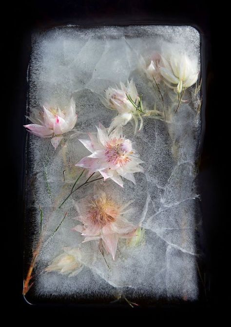 Flowers In Ice, Frozen Flowers, Ice Flowers, Zero Degrees, Ice Photography, Ice Block, Flower Ice, David Lachapelle, Ice Art