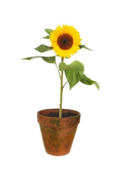 Can You Grow Sunflowers In Containers – Tips For Planting Sunflowers In A Pot Sunflowers In Containers, Basil Cosplay, Sunflowers In A Pot, When To Plant Sunflowers, Sunflower In Pot, Sunflower In A Pot, Plant Advice, How To Grow Sunflowers, Sunflower Pot