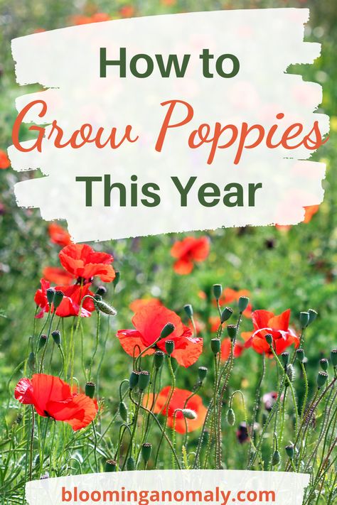 orange poppies growing in a field of green Planting Poppy Seeds, Orange Poppy Flower, Growing Poppies, Planting Poppies, Gardening Design Ideas, Mailbox Landscaping, Small Home Plans, Grow Wildflowers, Orange Poppies