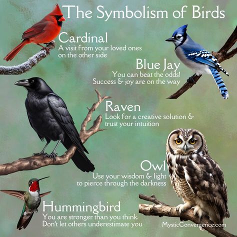 ✨🌿 Birds symbolize freedom, hope, and spiritual guidance. From cardinals offering comfort to crows signaling transformation, each bird carries a special message. But remember, not everything is a sign—sometimes, a bird is just a bird! 🌟 Stay curious, though, and keep your eyes open for nature’s subtle whispers. Which birds have caught your attention recently? #NatureMagic #BirdSymbolism #SpiritualGuidance #NaturePhotography #BirdWatching #InspirationFromNature Birds And Their Meanings, Bird Symbolism Meaning, Crow Facts, Bird Meaning, Bird Symbolism, Feather Meaning, Spirit Signs, Keep Your Eyes Open, Pagan Spirituality