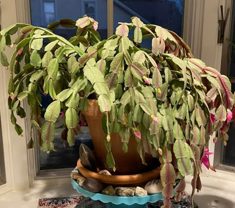 Epsom Salt for Christmas Cactus – When and How to Use | Citycacti How To Prop Up Plants, Indoor Cactus Greenhouse, Why Is My Christmas Cactus Wilting, How To Propagate Cactus Plants, House Plants Indoor Decor Ideas, House Plant Hacks, Christmas Cactus Care Tips, Epsom Salt For Ferns, Repot Christmas Cactus