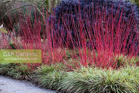 Cornus alba 'Sibirica' in Winter border Cornus Alba Sibirica, Winter Border, Cornus Alba, Red Twig Dogwood, Interior Design Plants, Twig Dogwood, Grasses Landscaping, Garden Entrance, Border Plants