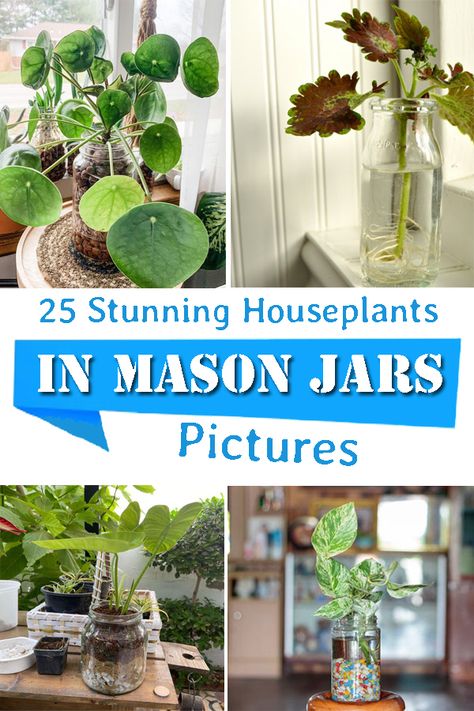 Have a look at some of the most beautiful Houseplants in Mason Jars Pictures that will surely tempt you to also grow them like this! Plant Jars Ideas, Mason Jar Planter Ideas, Indoor Plants In Glass Jars, Glass Jar Planters Diy, Small Mason Jar Ideas, Plants In Mason Jars, Plants Room Aesthetic, Indoor Plant Room, Plants In Glass Jars