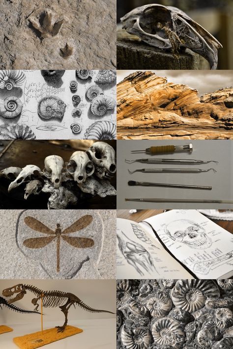 Biological Anthropology Aesthetic, Paleocore Aesthetic, Evolution Aesthetic, Paleontology Aesthetic, Anthropology Art, Branches Of Biology, Science Aesthetic, History Major, Animal Skeletons