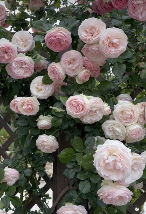 Earth Angel Rose, Elder Flower, Pink Fragrance, Sweet Candles, Types Of Roses, Shrub Roses, Zone 5, Rose Shop, Planting Roses