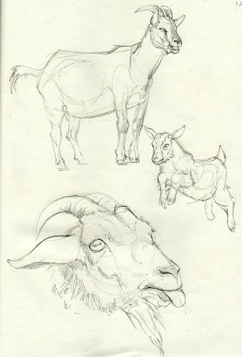 Goat Painting Ideas, Goat Anatomy Drawing, Goat Art Reference, Goat Reference Drawing, Goat Drawing Sketch, Farm Animal Sketches, Goats Drawing, Goat Anatomy, Farm Animal Drawings