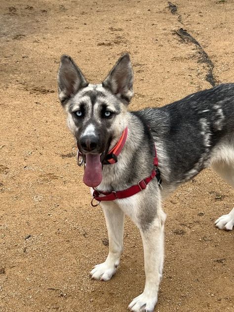 Dog for adoption - Kya, a German Shepherd Dog & Siberian Husky Mix in Chico, CA | Petfinder Husky German Shepherd Mix Dogs, German Shepherd Mix Dogs, Husky Shepherd, German Shepherd Husky Mix, Siberian Husky Mix, Shepherd Mix Dog, German Shepherd Mix, Husky Mix, Mixed Breed Dogs